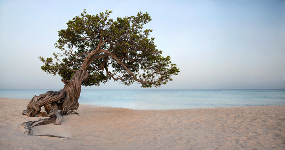 Eagle Beach, Aruba.  This print must be custom ordered and framed due to odd size.  Please contact me.