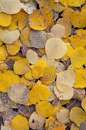 Aspen Leaves, Colorado.